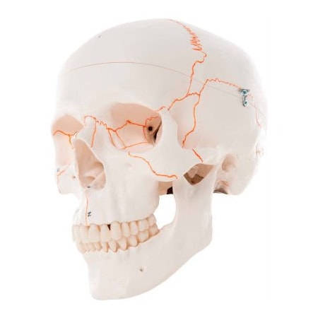 Fabrication Enterprises 3B Anatomical Model - Classic Skull, 3-Part Numbered 968229